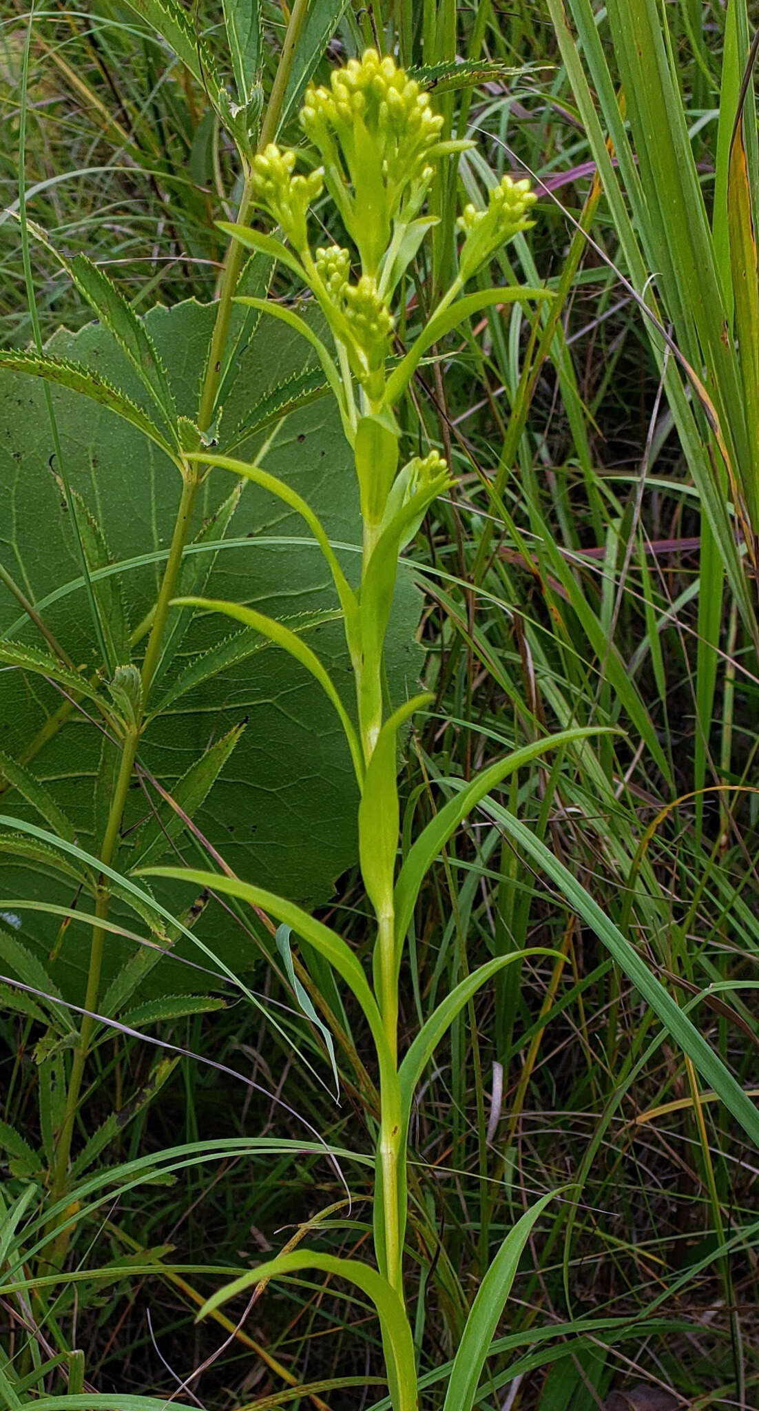 Image of Riddell's Goldenrod