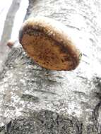 Image of birch polypore