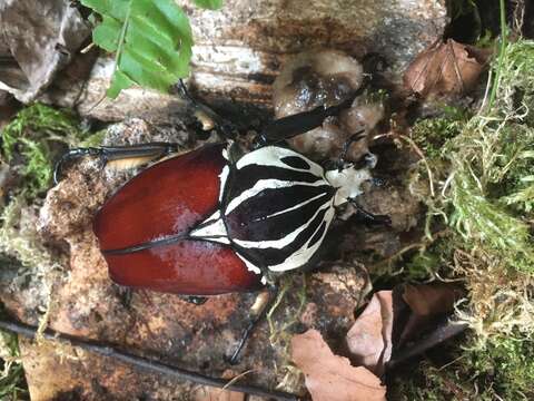 Image of Goliathus goliatus (Linnaeus 1771)