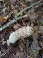 Image of Stinkhorn