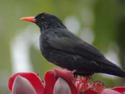 Image de Bulbul noir