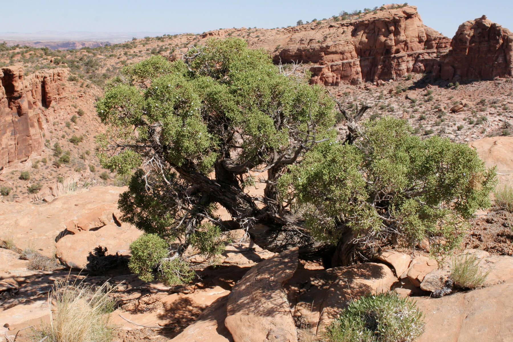 Image of Bigberry Juniper