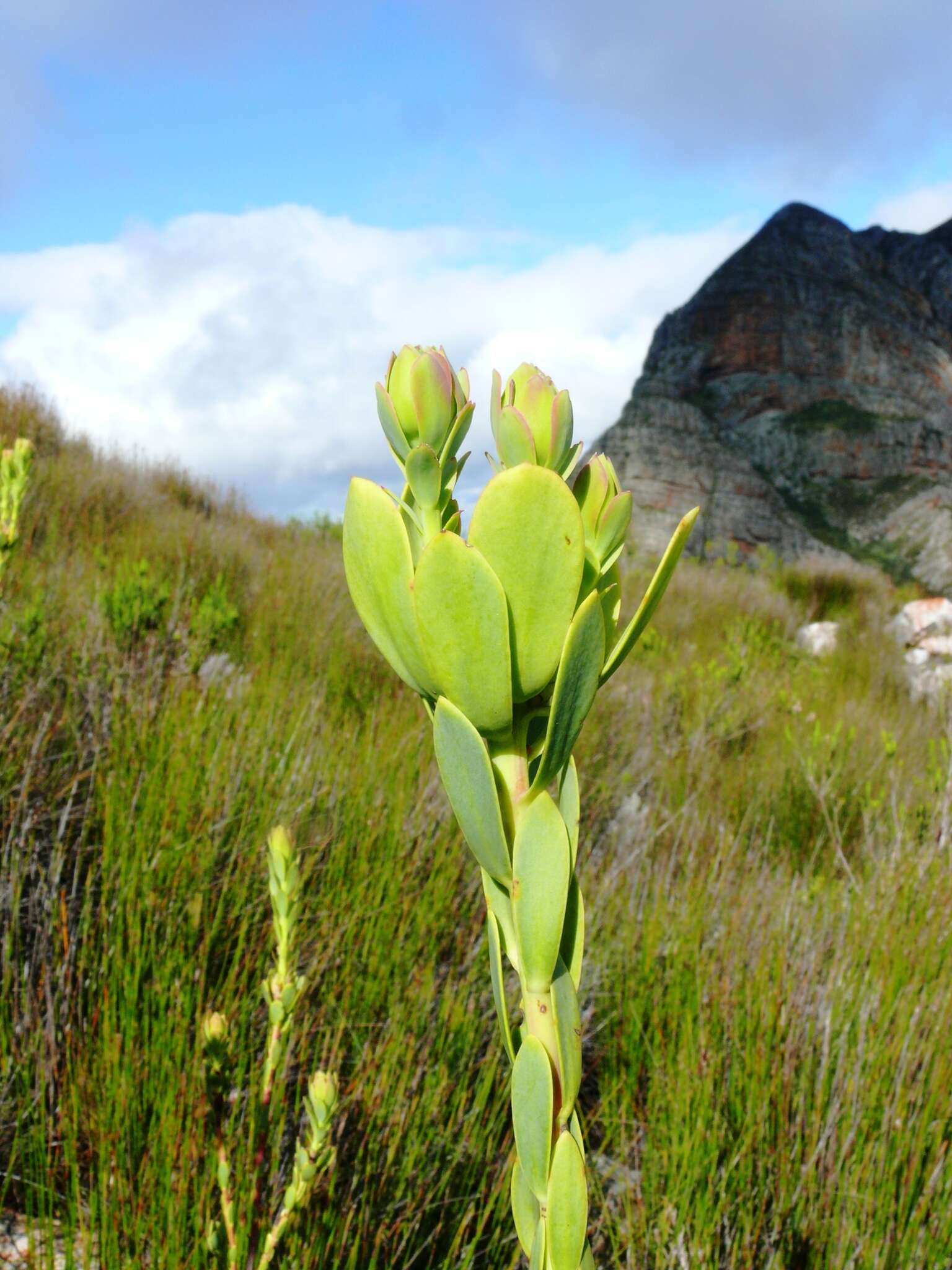 Image of Leucadendron immoderatum Rourke