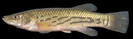 Image of Striped Killifish