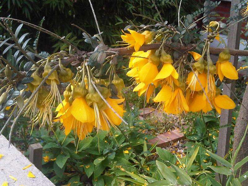 Image of Sophora cassioides (Phil.) Sparre