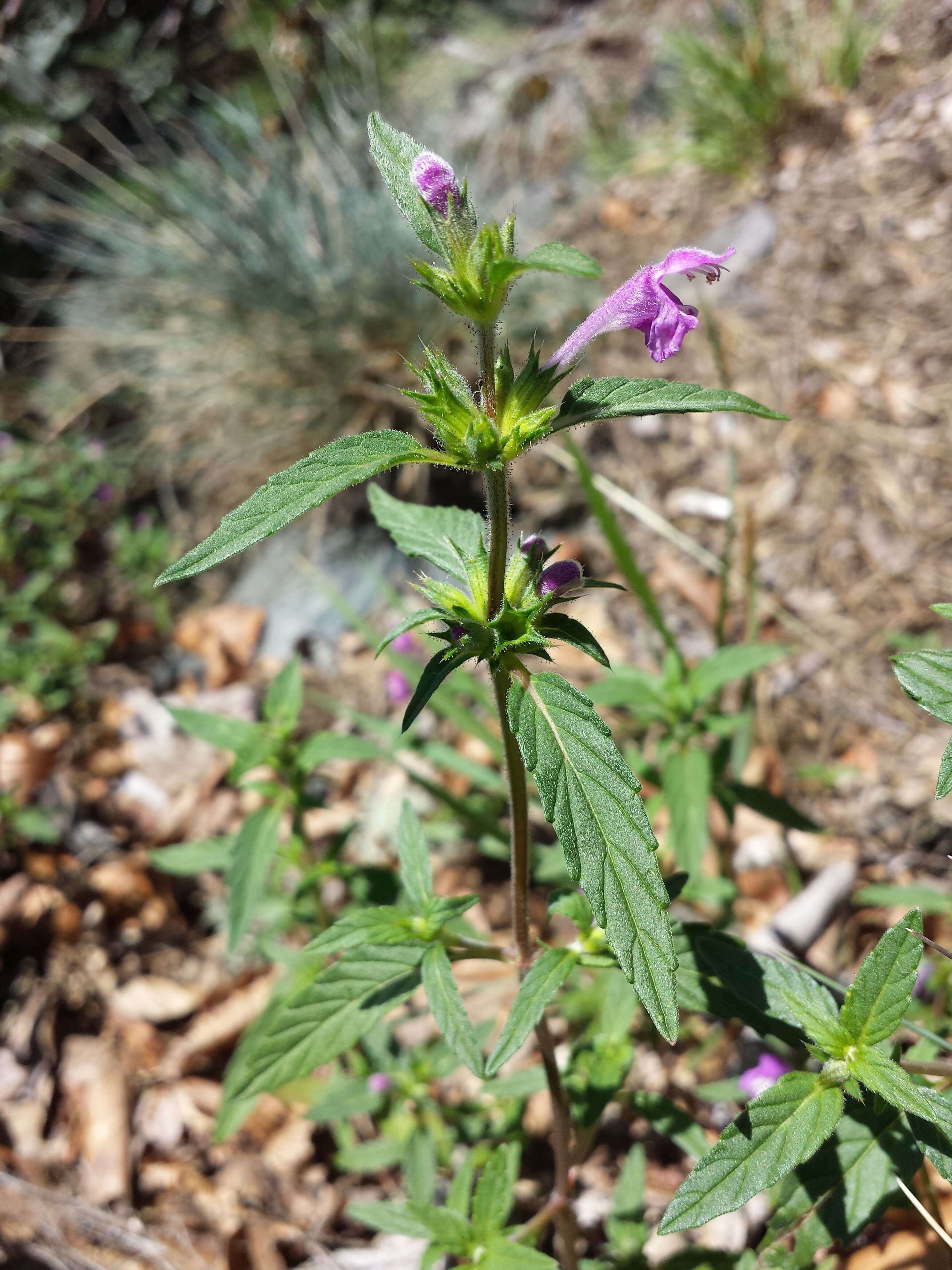 Imagem de Galeopsis ladanum L.