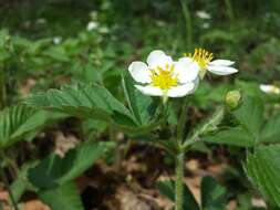 Image of Hautbois Strawberry