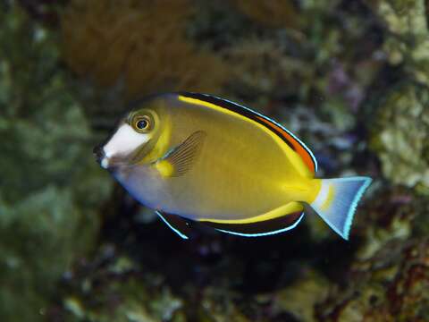 Image of Japan surgeonfish