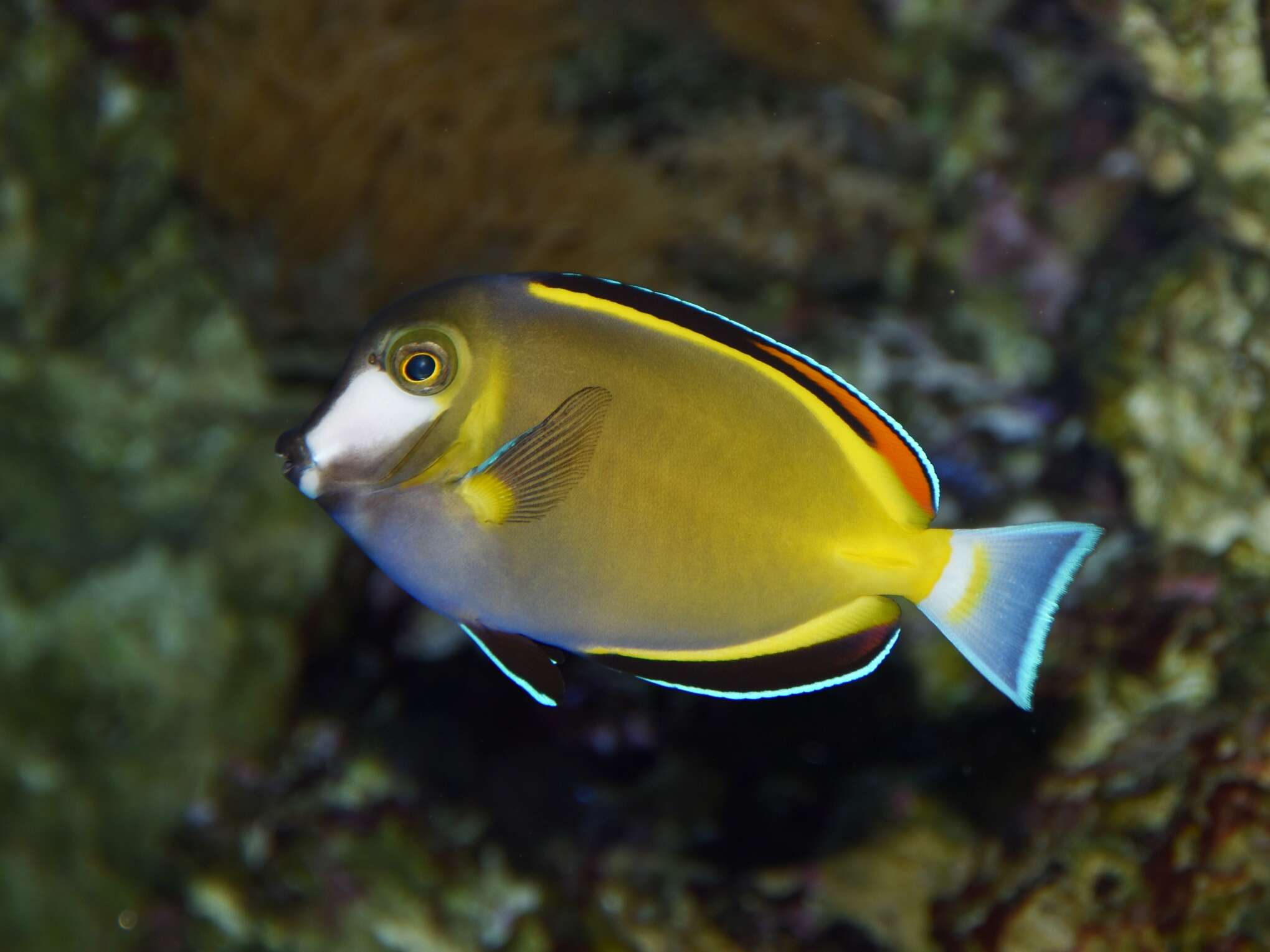 Image of Japan surgeonfish