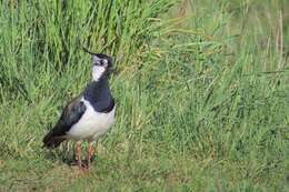 Image of Lapwing