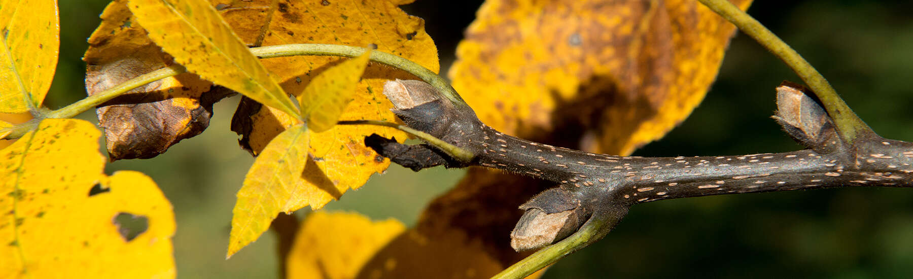 Image of shagbark hickory