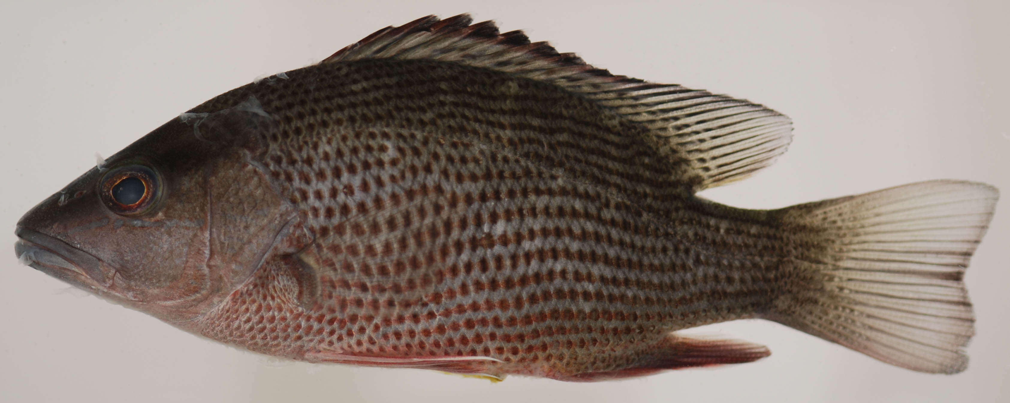 Image of Gray Snapper