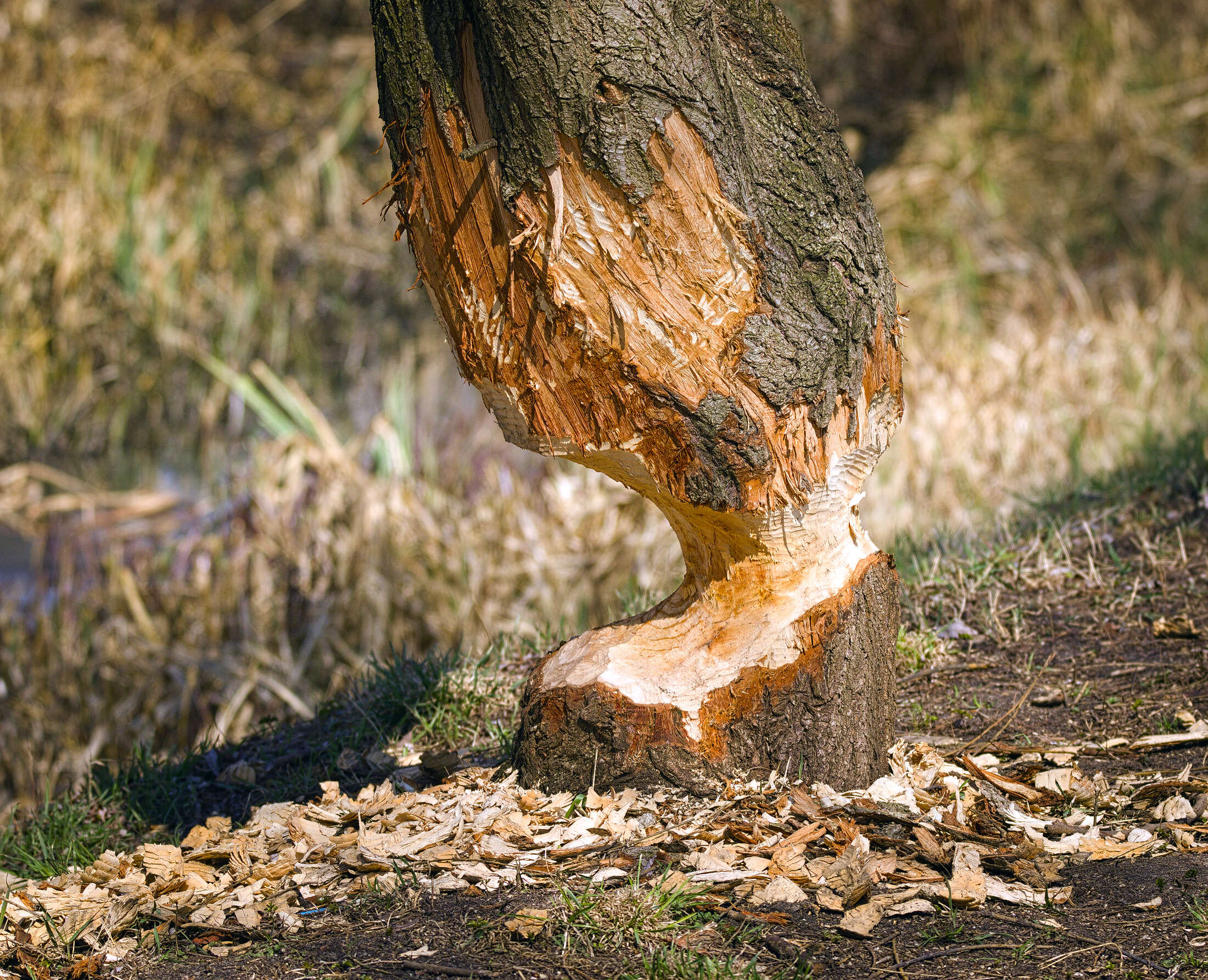 Image of European beaver