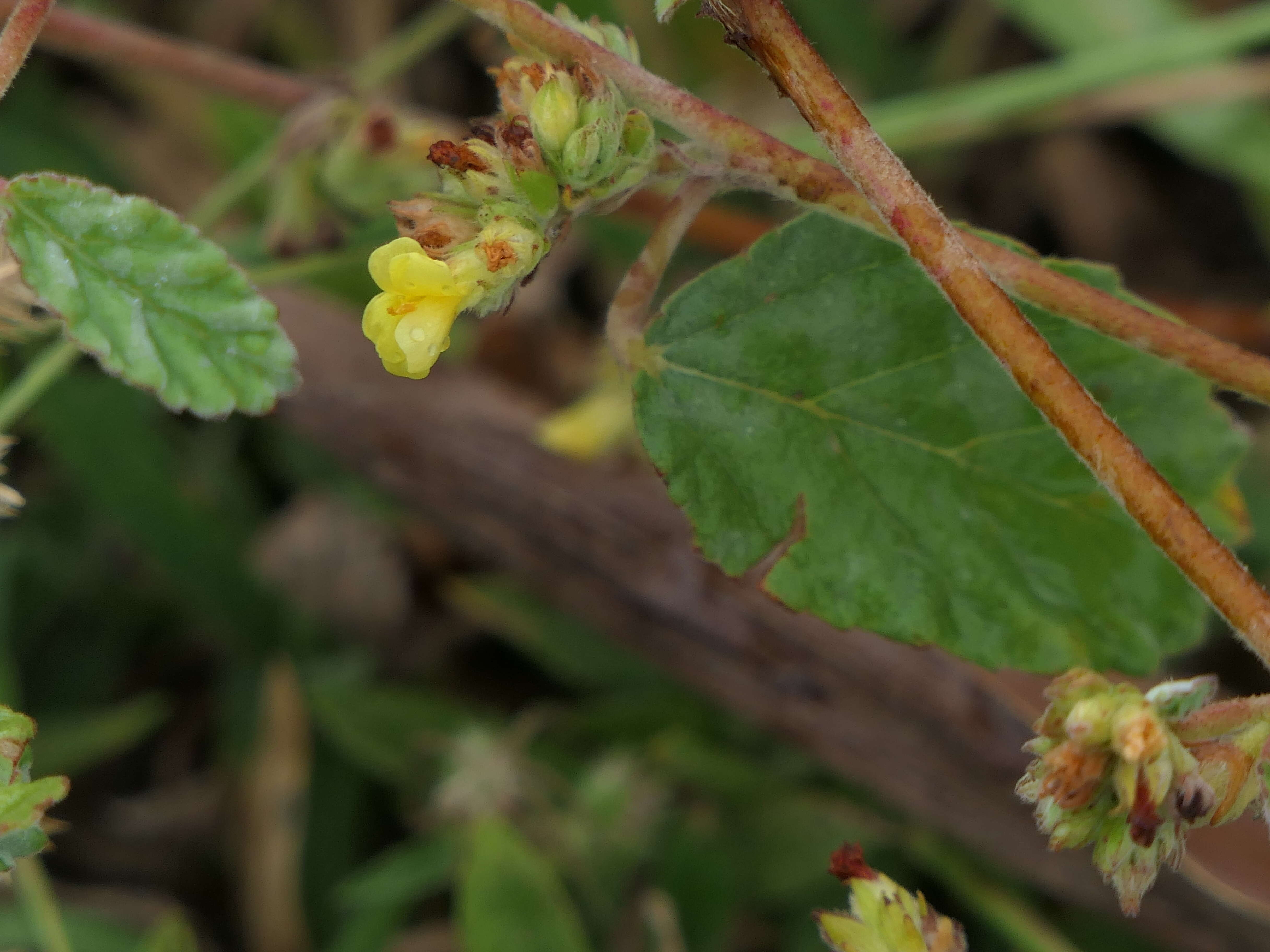 Imagem de Waltheria indica L.