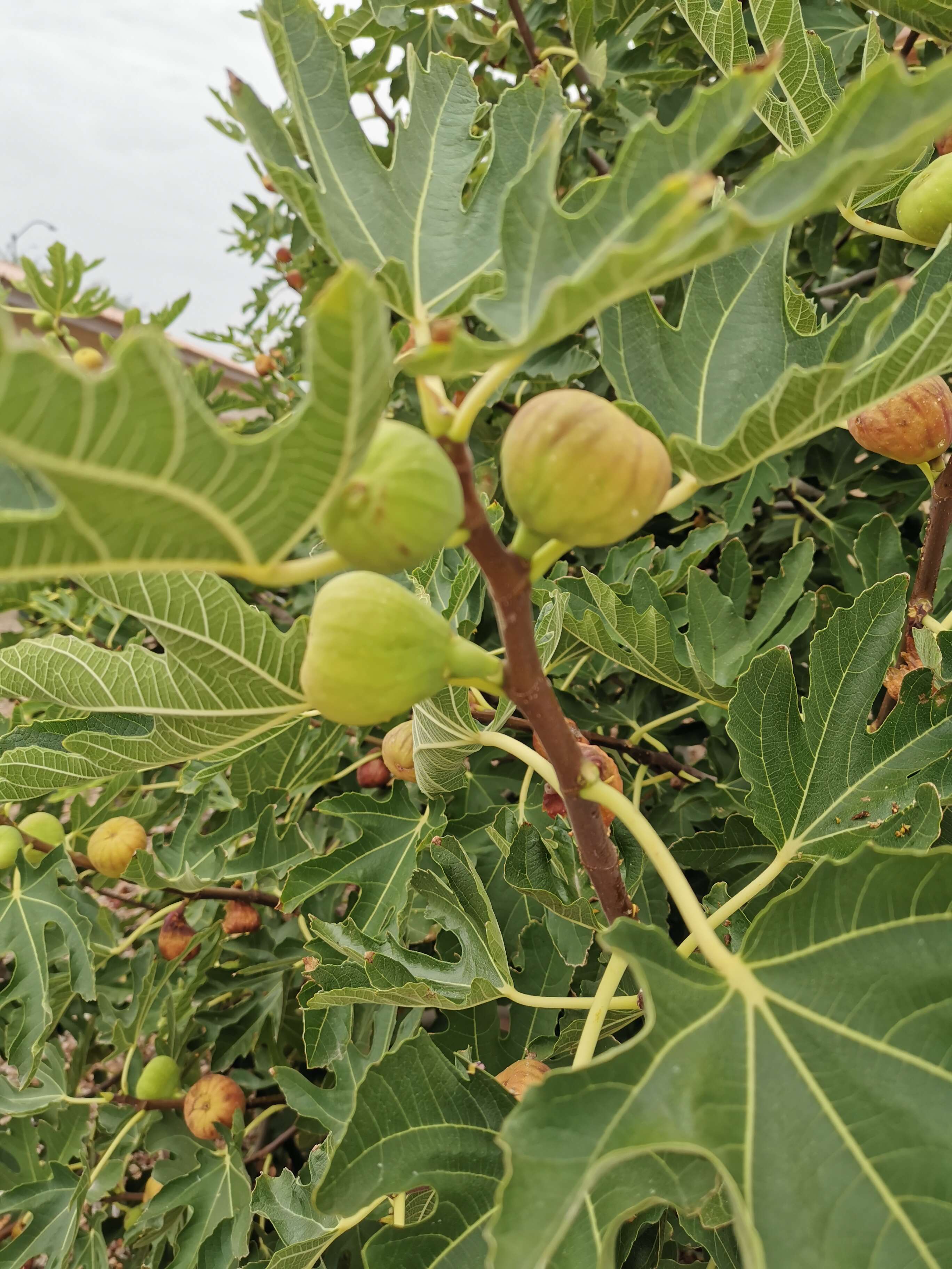 Plancia ëd Ficus carica L.