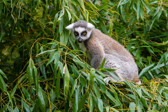 Image of Lemur Linnaeus 1758