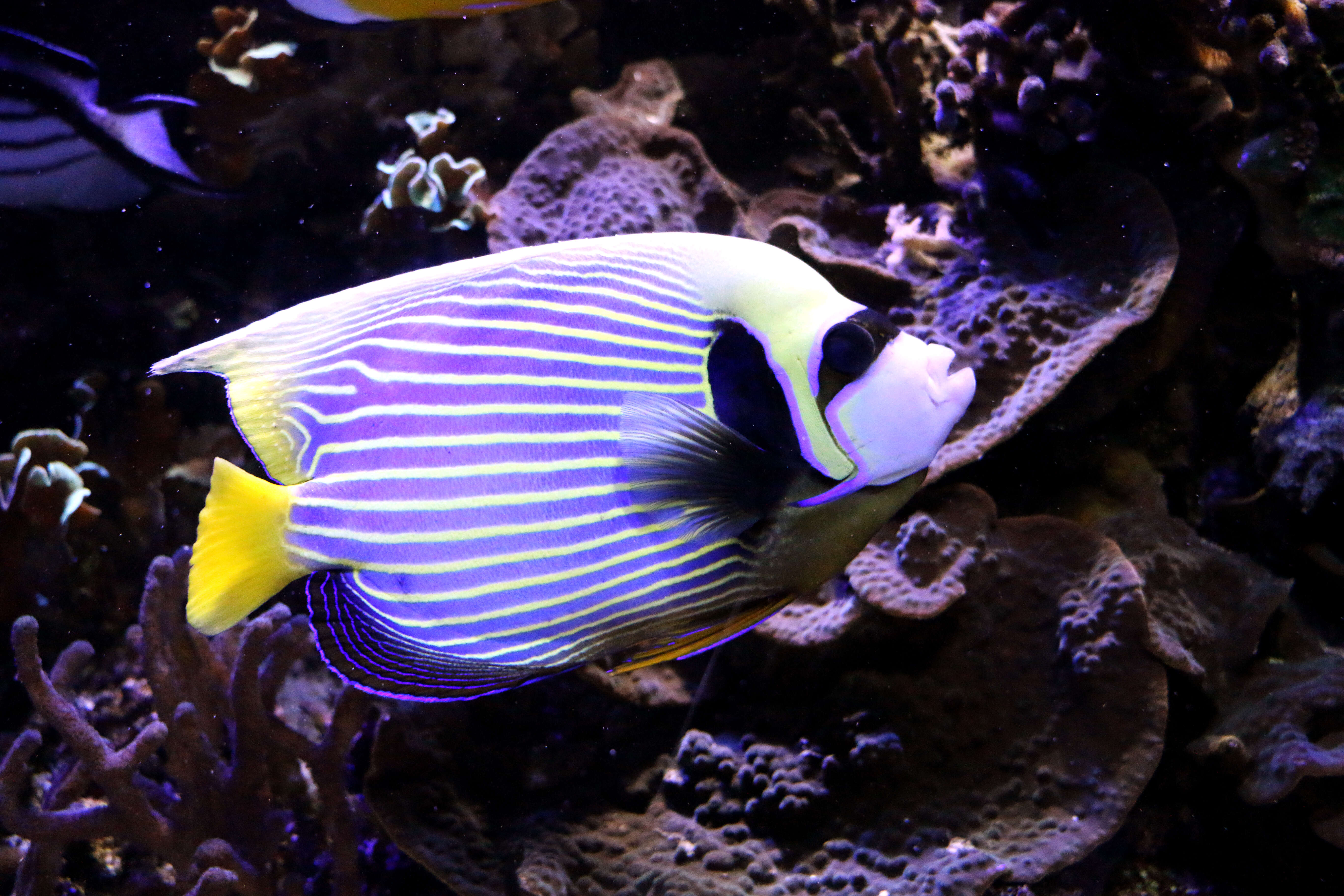 Image of Angelfish