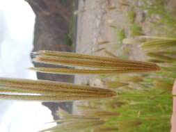 Image of feather fingergrass