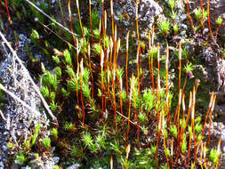 Image of Polytrichum moss