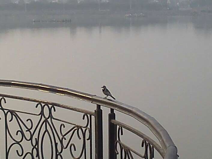 Image of Pied Wagtail and White Wagtail