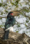 Image of Trumpeter Hornbill