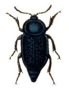 صورة Aclypea undata (Müller & O. F. 1776)