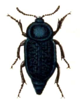 Image of Aclypea undata (Müller & O. F. 1776)