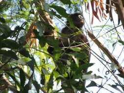 Image of Dusky Langur