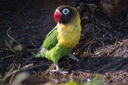 Image of Yellow-collared Lovebird