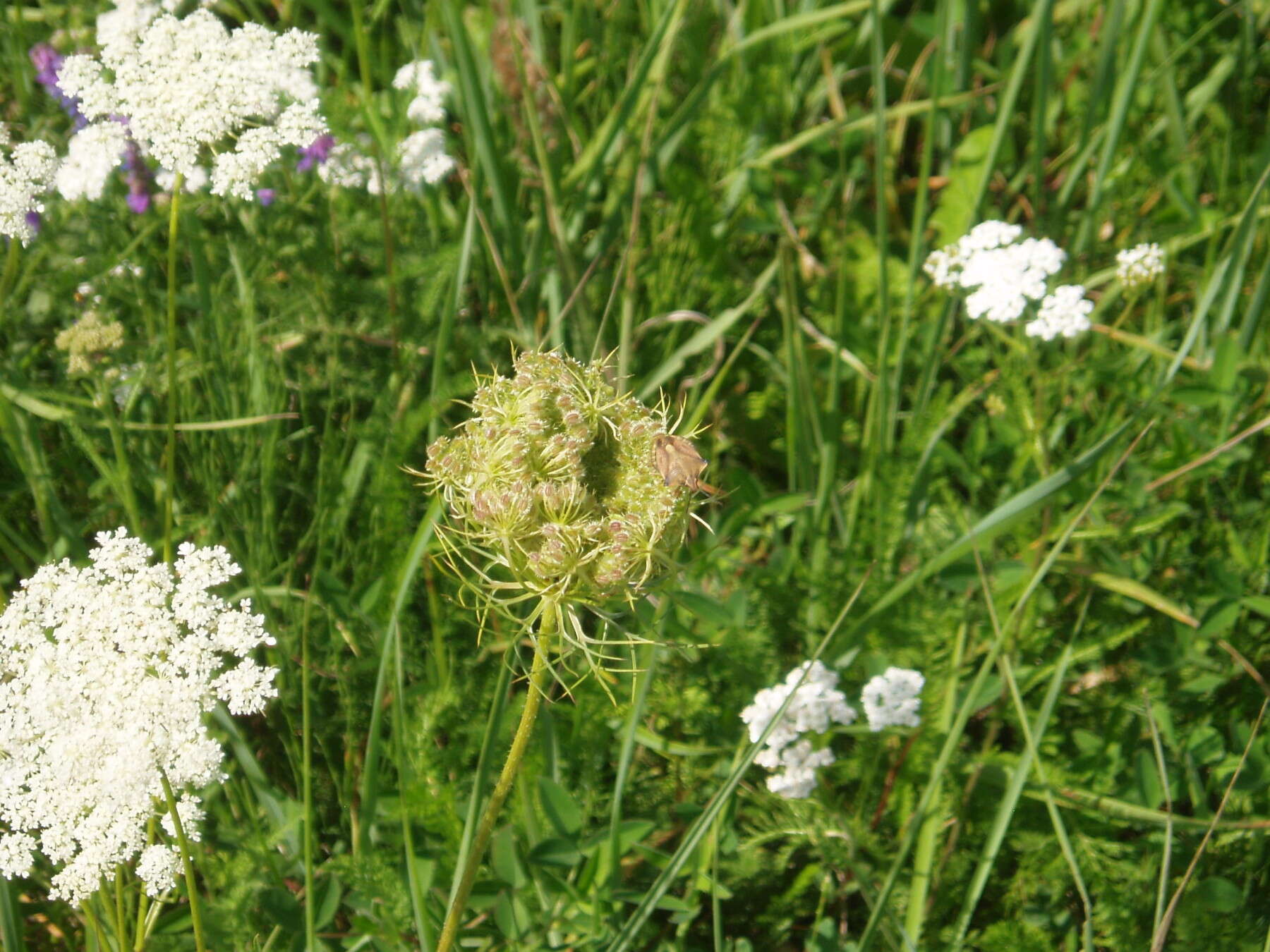 Image of Queen Anne's lace