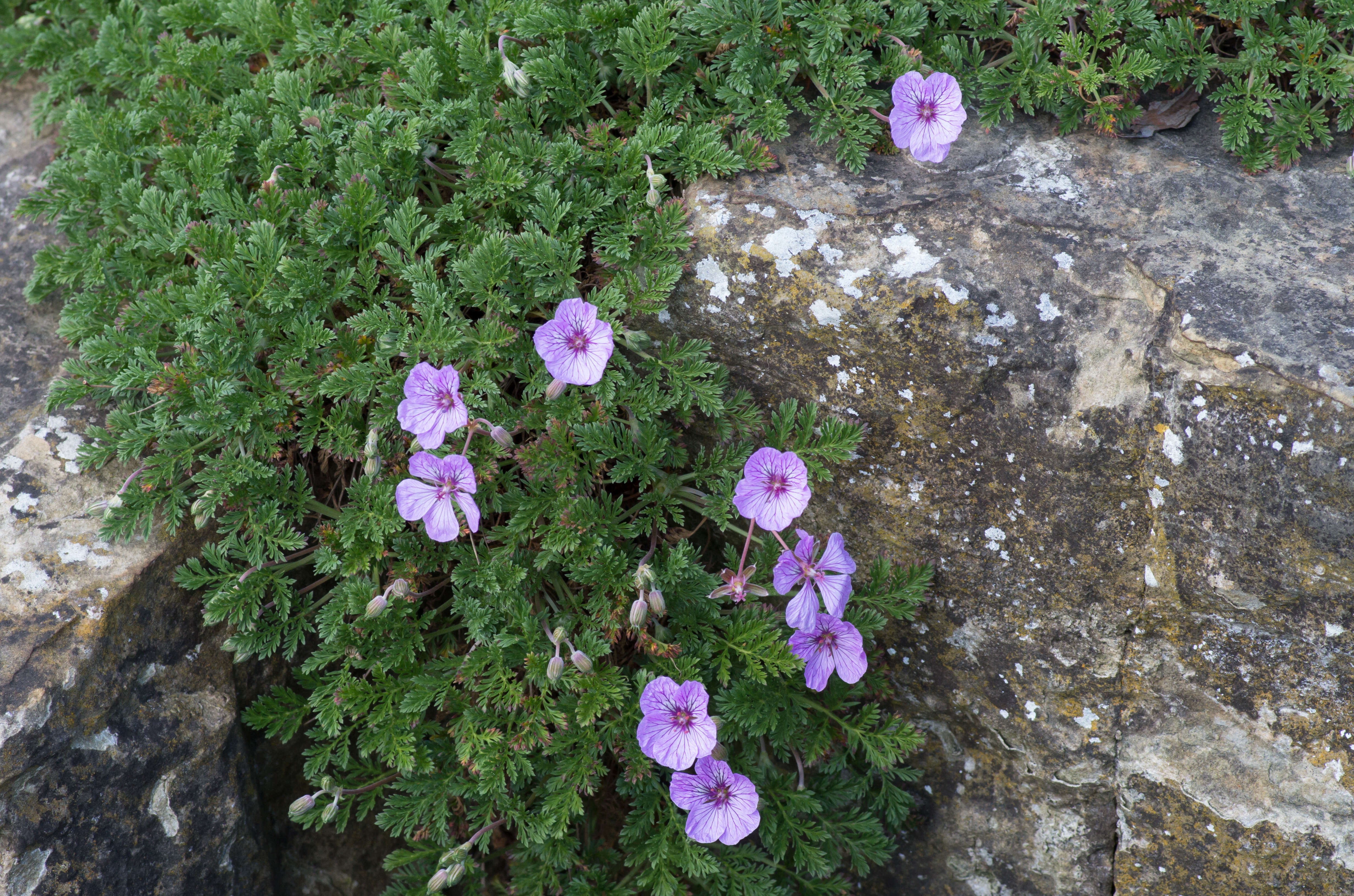 Sivun Erodium glandulosum (Cav.) Willd. kuva