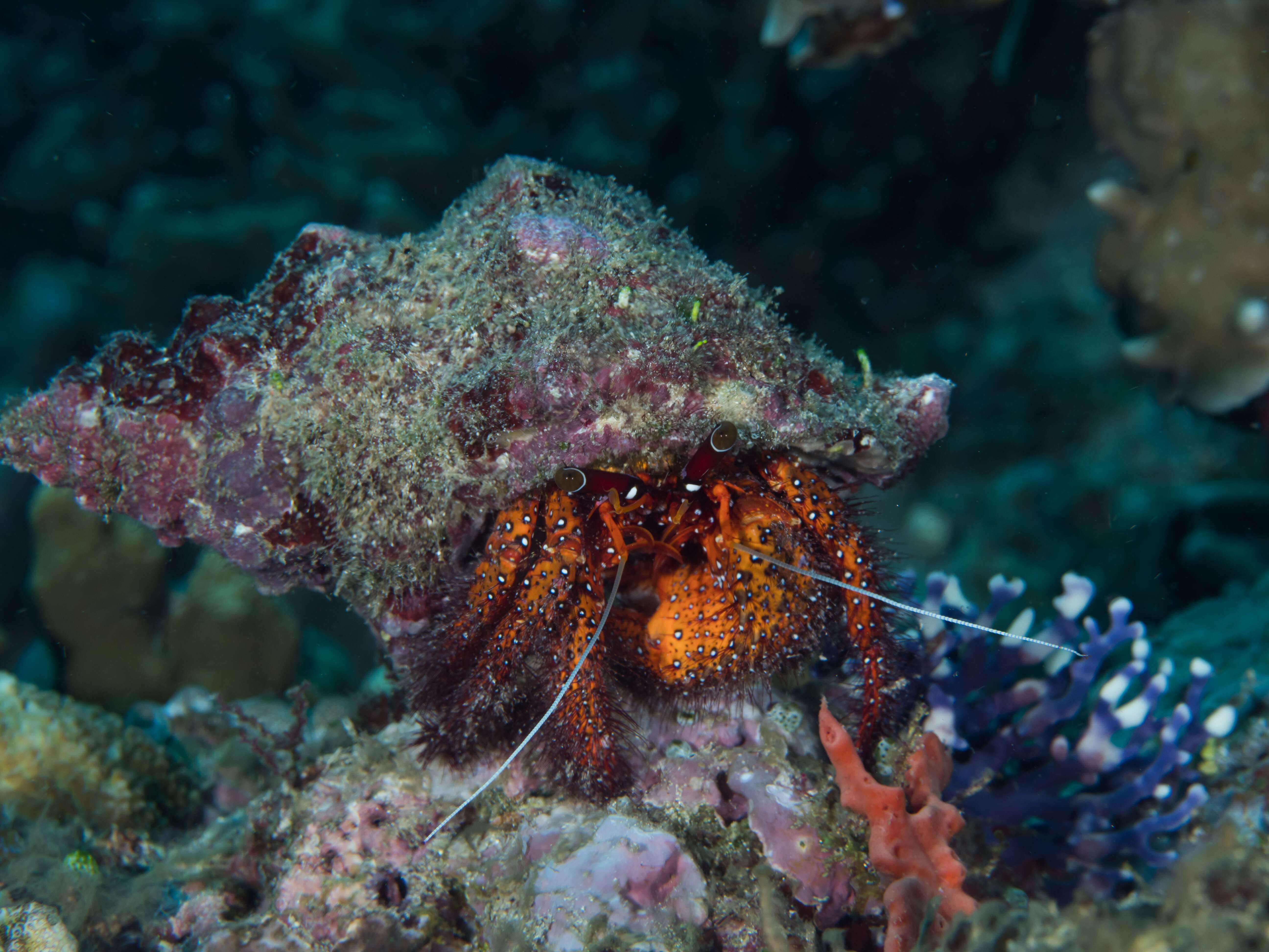 Image of Giant orange hermit crab