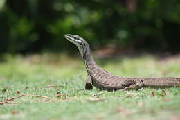 Image of monitor lizards