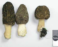 Image of Morchella importuna M. Kuo, O'Donnell & T. J. Volk 2012