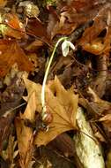 Image of Queen Olga's Snowdrop