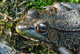 Image of Green Frog