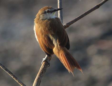 Image of Yellow-chinned Spinetail