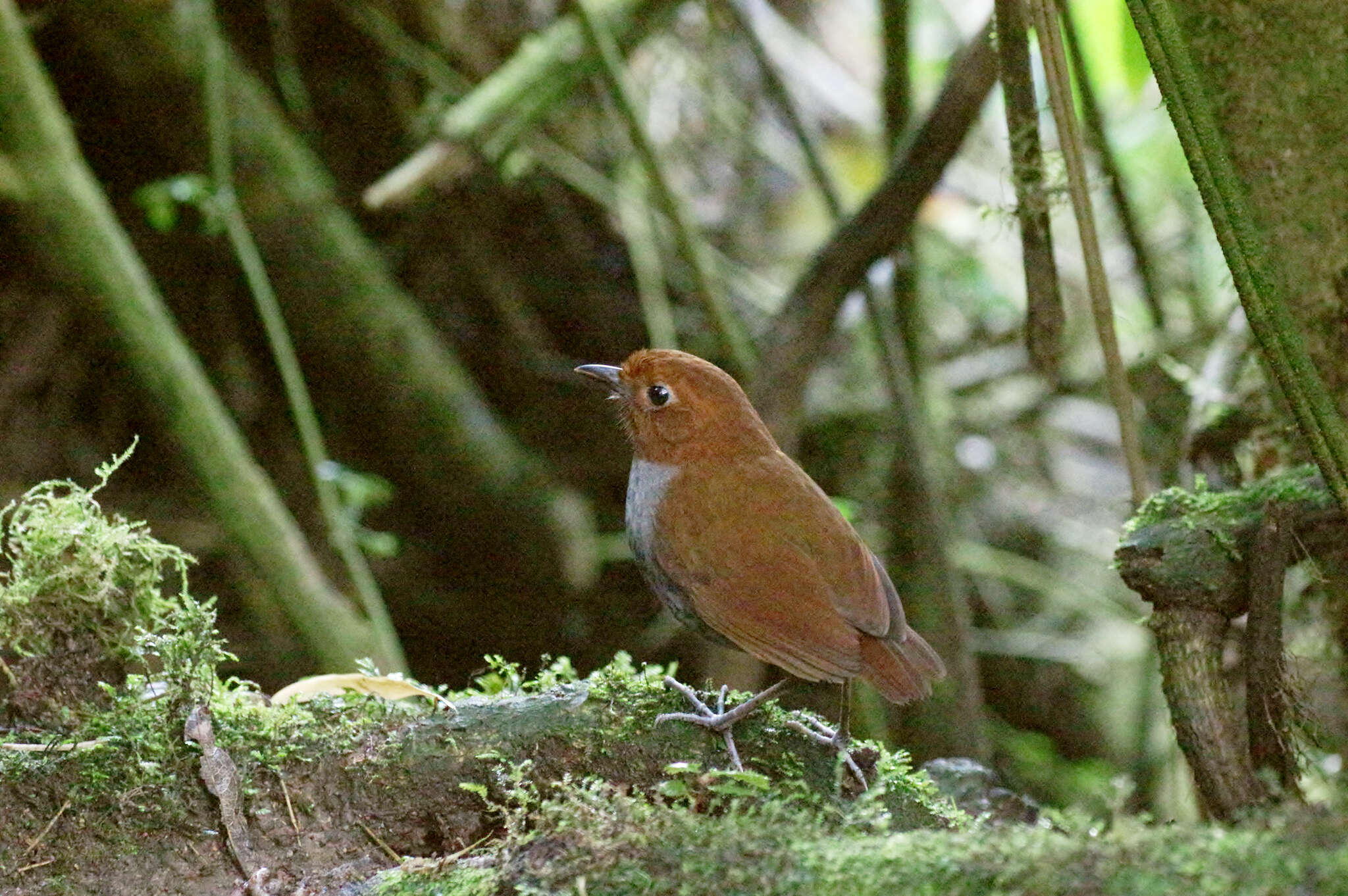 Image of Bicolored Antpitta