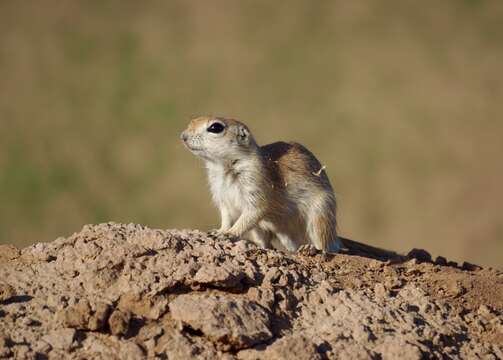 Image of Xerospermophilus Merriam 1892