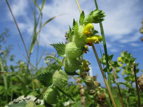 Image of European yellow rattle