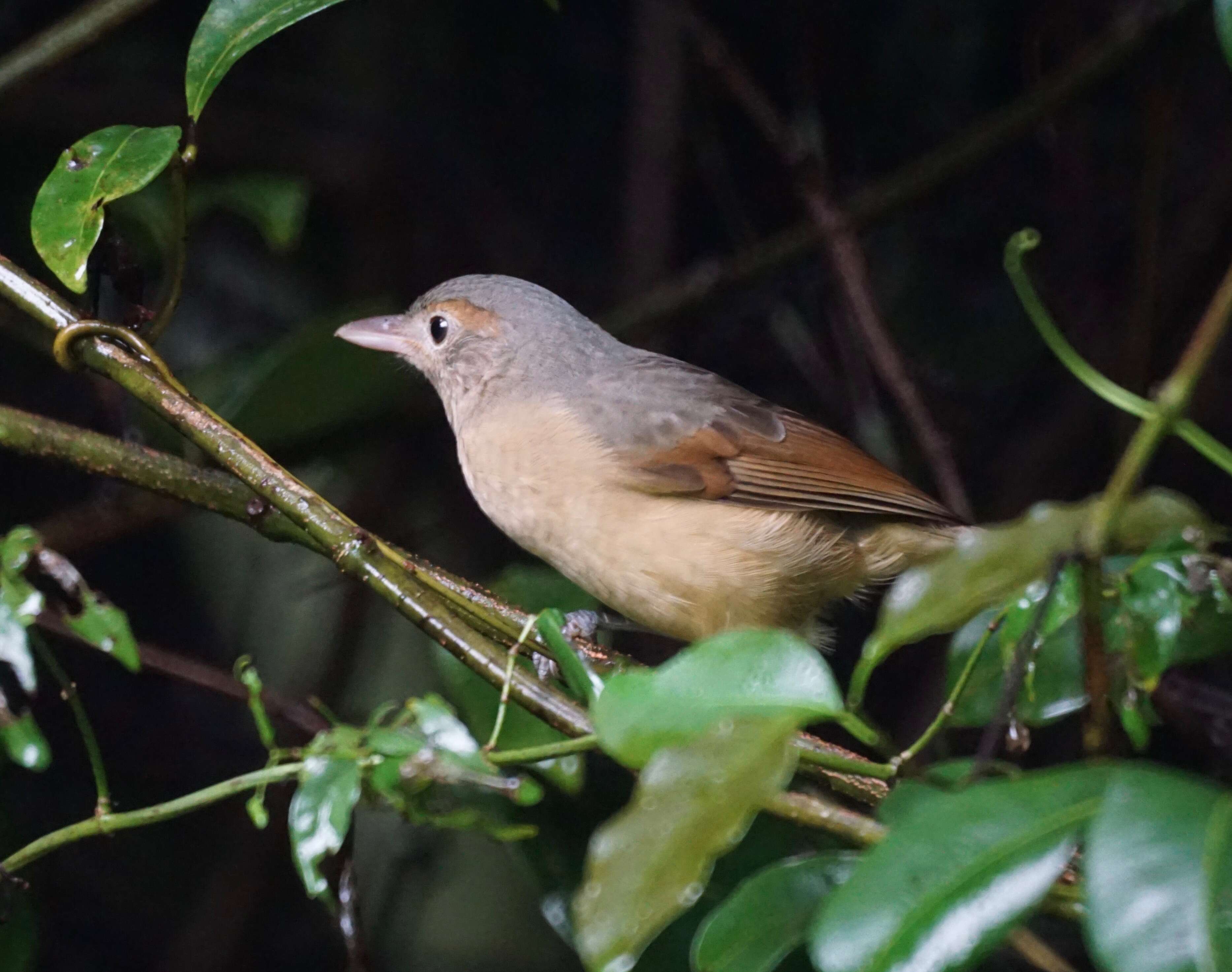 Image of Rufous Shrikethrush