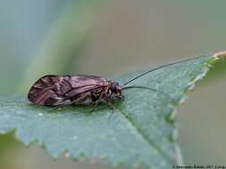 Metylophorus nebulosus (Stephens 1836) resmi