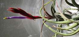 Image of Airplants