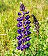 Image of silky lupine