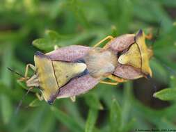 Image of <i>Carpocoris fuscispinus</i>