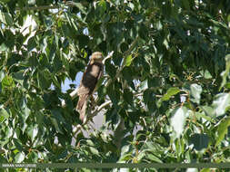 Image of Eurasian Sparrowhawk