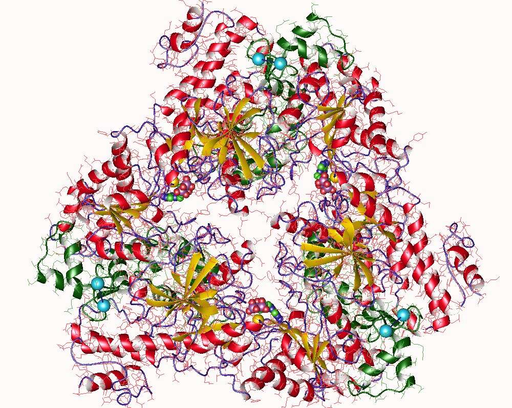 Image of Bacillus anthracis