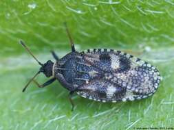 Image of Lace bug