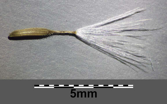 Image of bristly hawksbeard