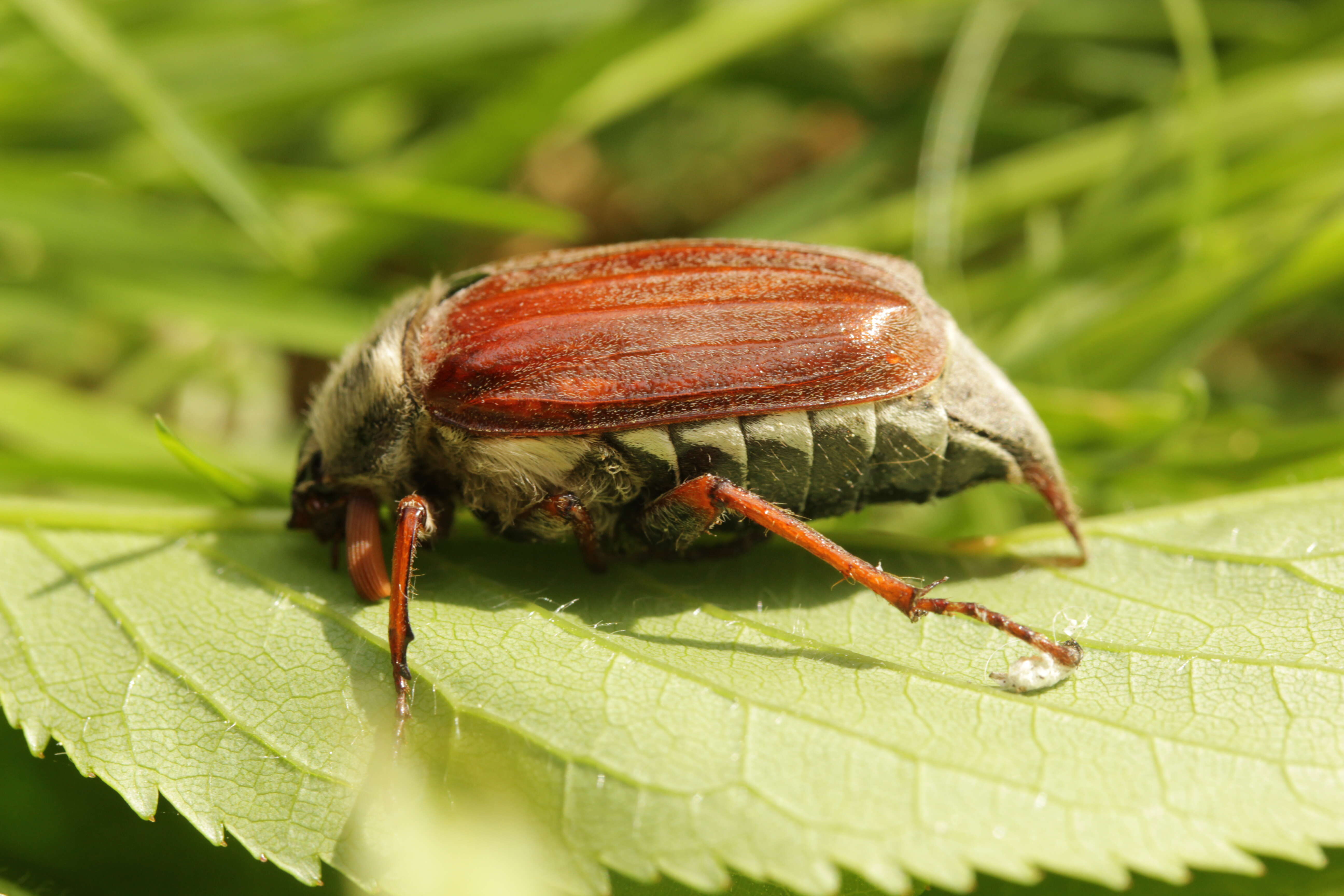 Image of Common cockchafer